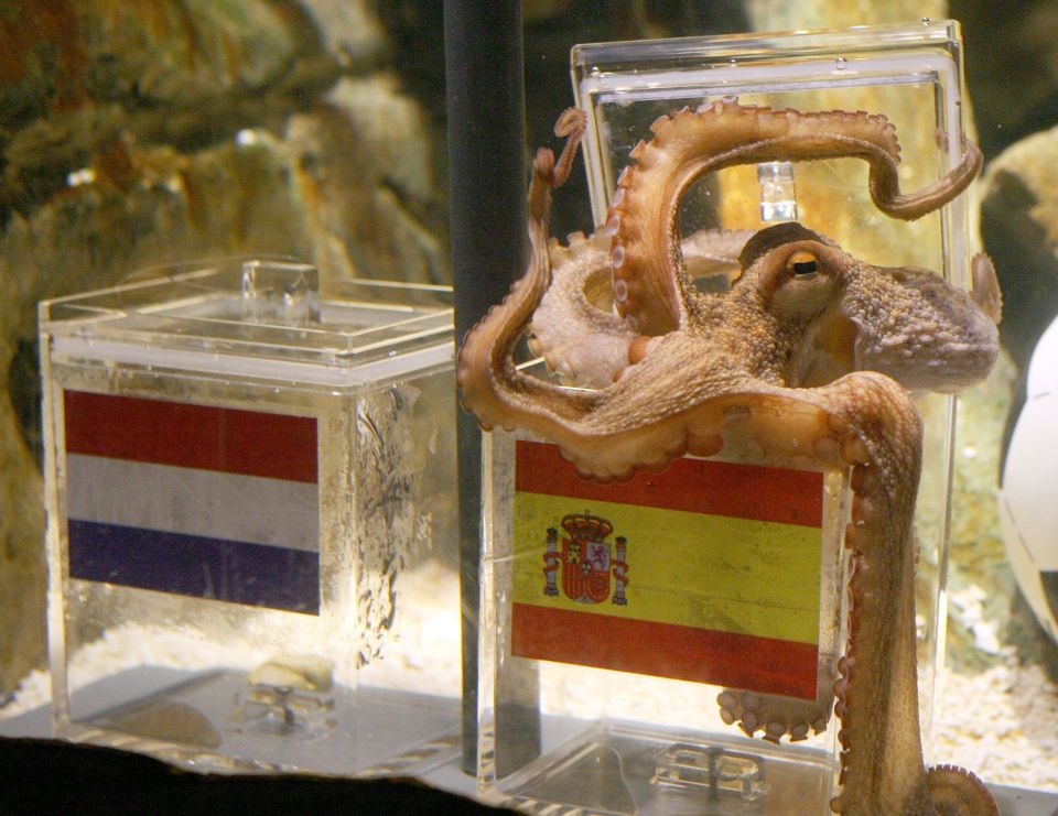 Paul the Octopus correctly predicted 8/8 results at the 2010 World Cup