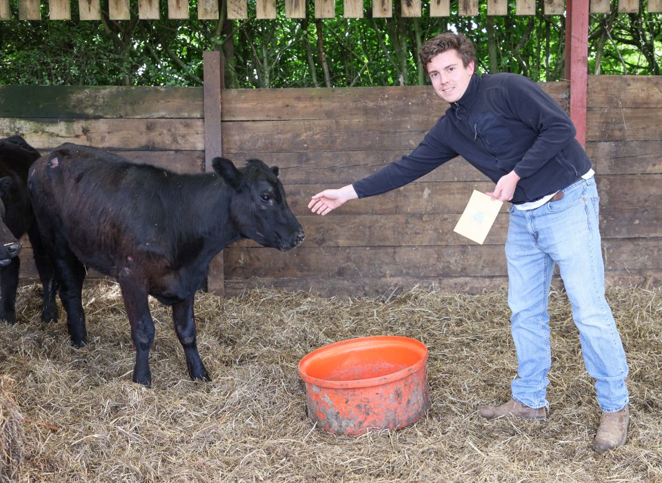 Sun man Tom Hussey with calf Beau Lucy