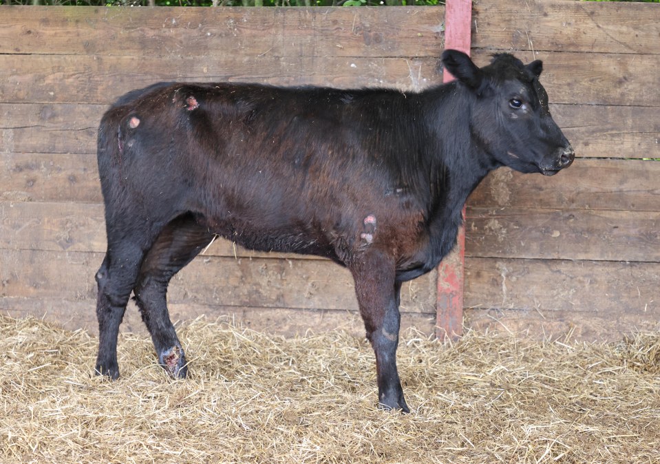 Beau Lucy, the calf repeatedly rammed by a police car could soon be on the mend, her owner said