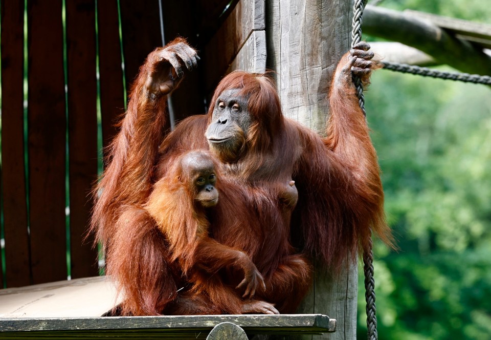 Walter the orangutan has shot to fame for his football predictions