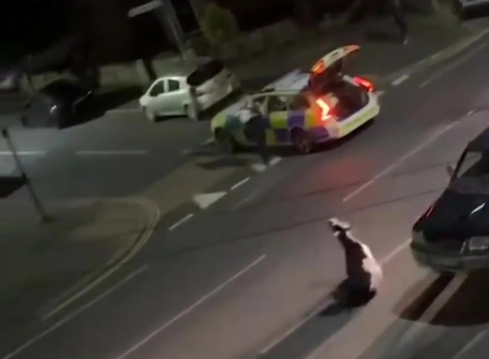 Police have come under heavy criticism after ramming into a stray cow