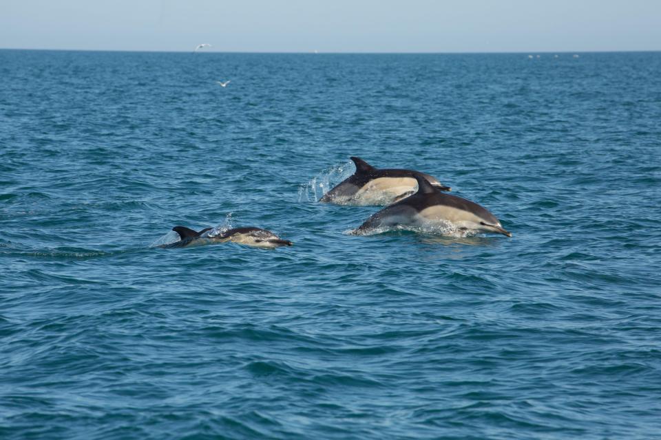 Dolphins are seen swimming in the sea off the beach