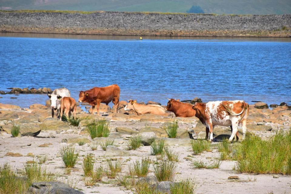 Herds of cows have been known to frequent the beach, sunbathing on the sand and taking a dip in the water