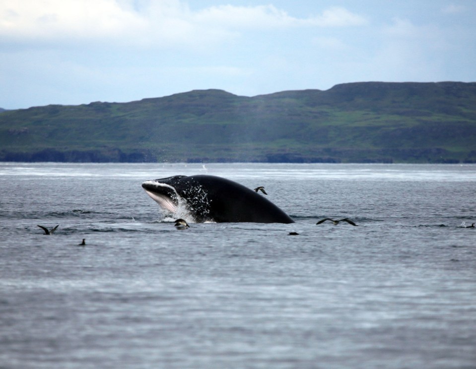 Minke whales are the smallest baleen whale found in UK waters, measuring seven to 10 metres long