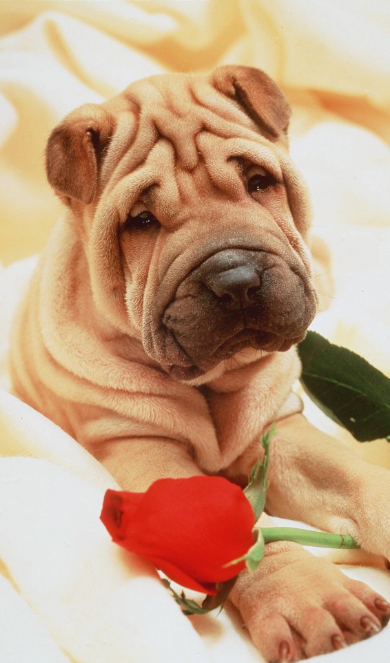 His deep-set wrinkles meant social media users saw the resemblance in this Shar Pei dog