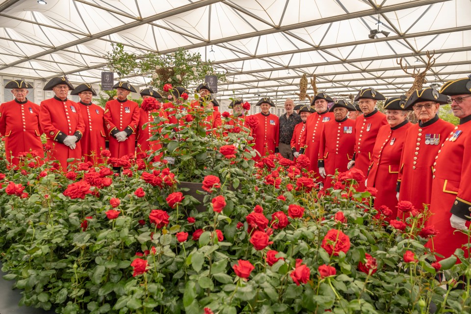 The rose was launched at RHS Chelsea Flower Show