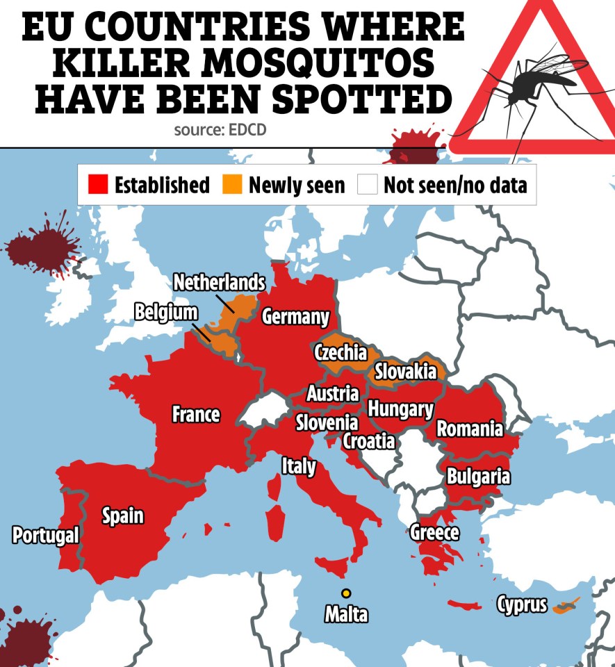 Mosquitoes carrying 'breakbone fever' have been found across Europe