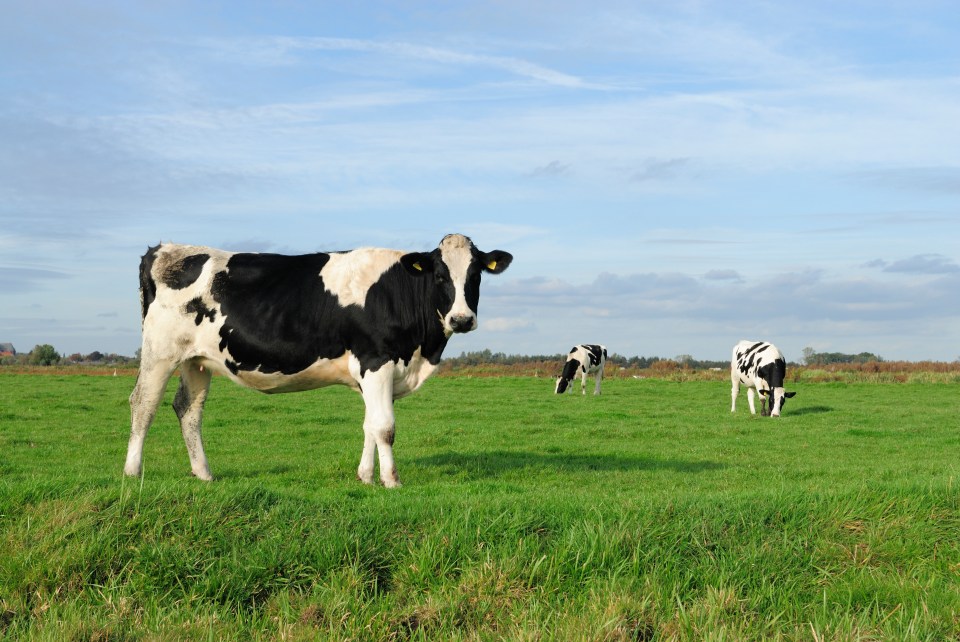 Bird flu has been spreading among dairy cows in the US