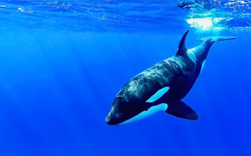 Select groups of orcas, however, appear to be targeting them more frequently as a food source