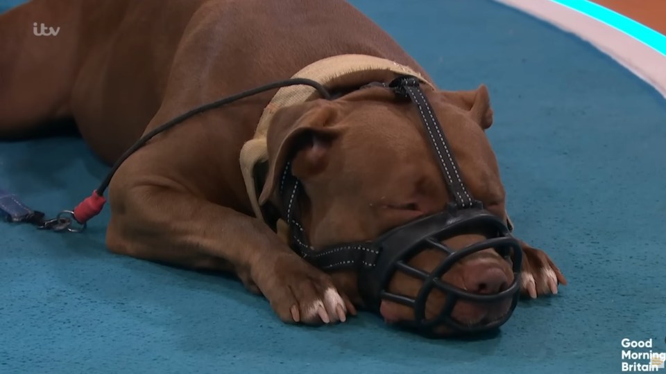 As the fight raged on, the puppy laid asleep on the carpet