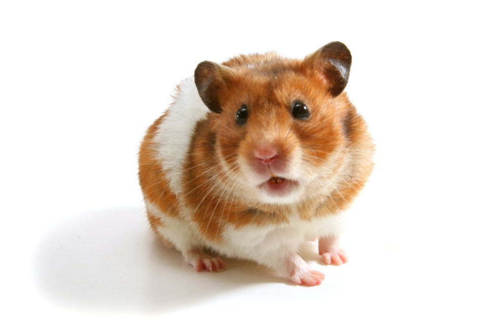 After being quoted £500 for vets to carry out dental work on her hamster a shocked pet owner in South Wales carried out the work herself