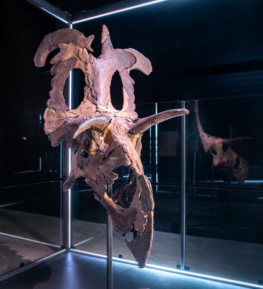 The real relic is on display at the Museum of Evolution in Maribo, Denmark