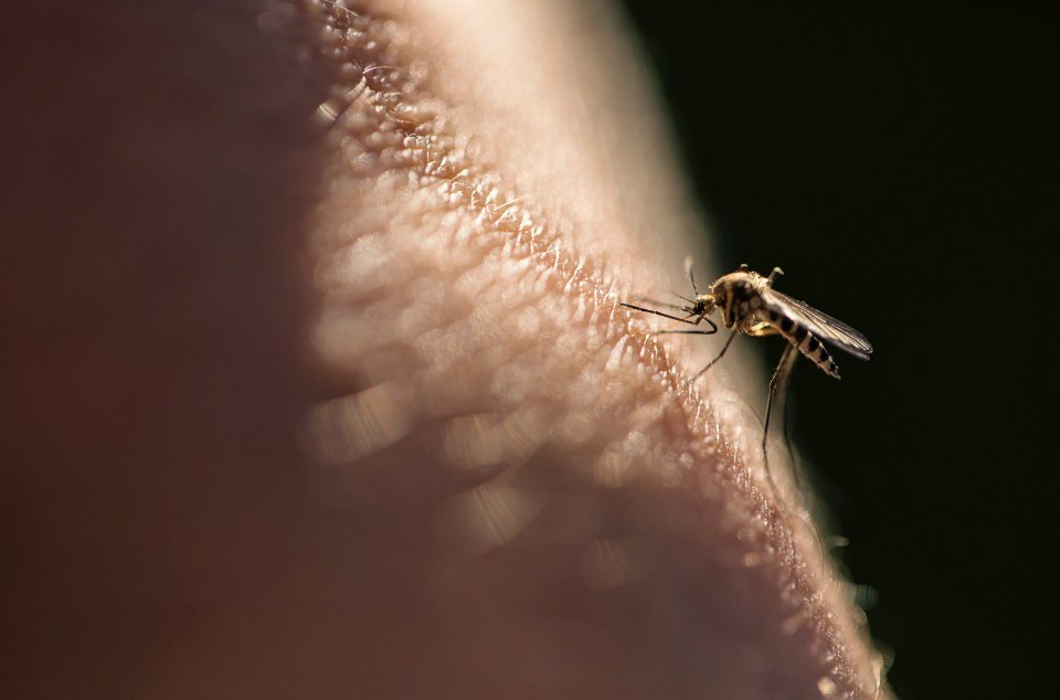 Itchy mozzie bites can be a nuisance on holidays