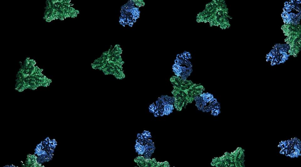 Scientists used an imaging technique to show how the virus fuses to human cells and how it could be neutralised