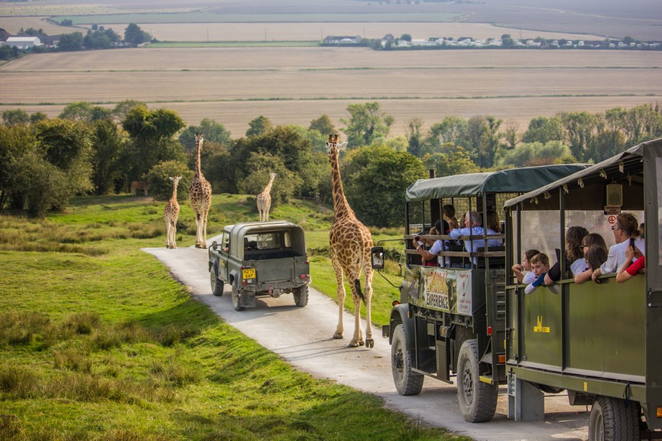 Get up close to free-roaming giraffes, zebra and camels with a two-night stay at Port Lympne Hotel and Reserve in Kent