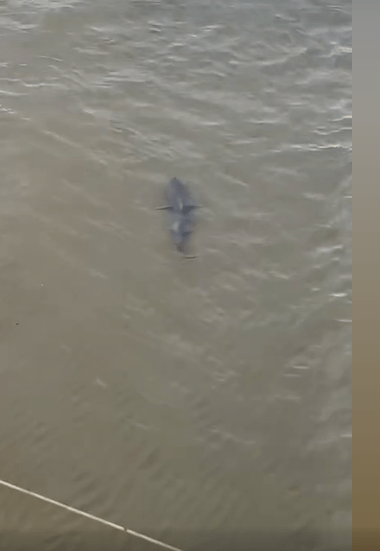 The creature lurked around with beachgoers nearby