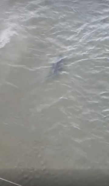 Footage shows the shark staying stagnant near the shore