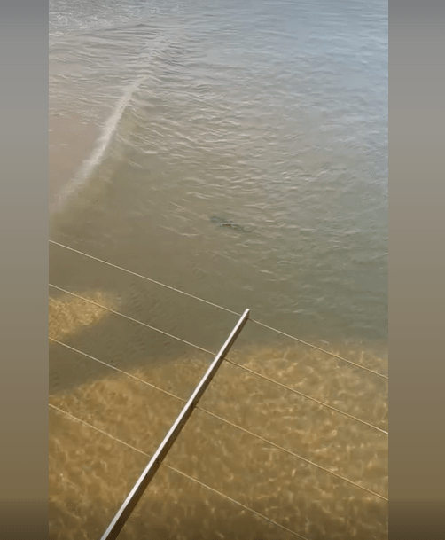 The shadow of the shark was seen from the pier