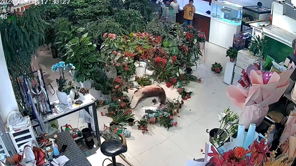 An Arapaima fish rolls on the ground and sends plant pots scattering