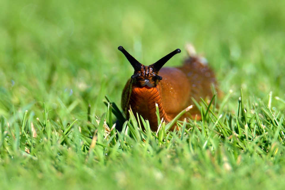 A gardening fan has left people stunned after he shared his 'genius' hack that deters slugs and snails from plants