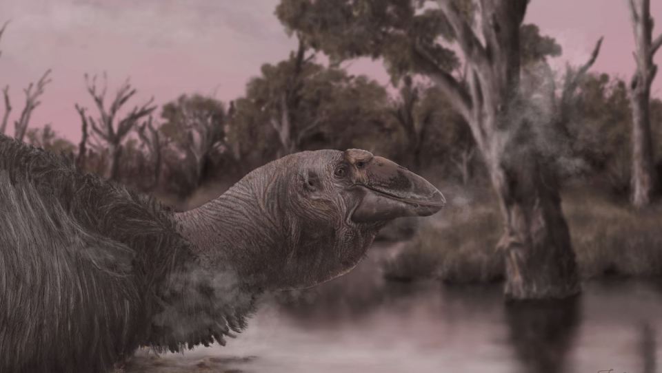 Experts have revealed that giant geese once roamed the earth - this image is an illustration