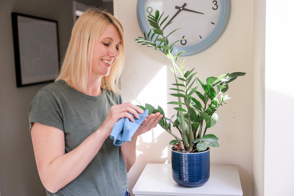 Washing up liquid is safe to use on house plants