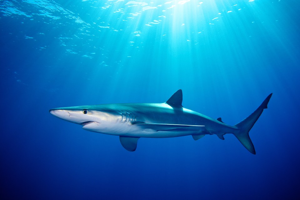 Blue sharks can be found around Cornwall during the summer months and are considered completely safe