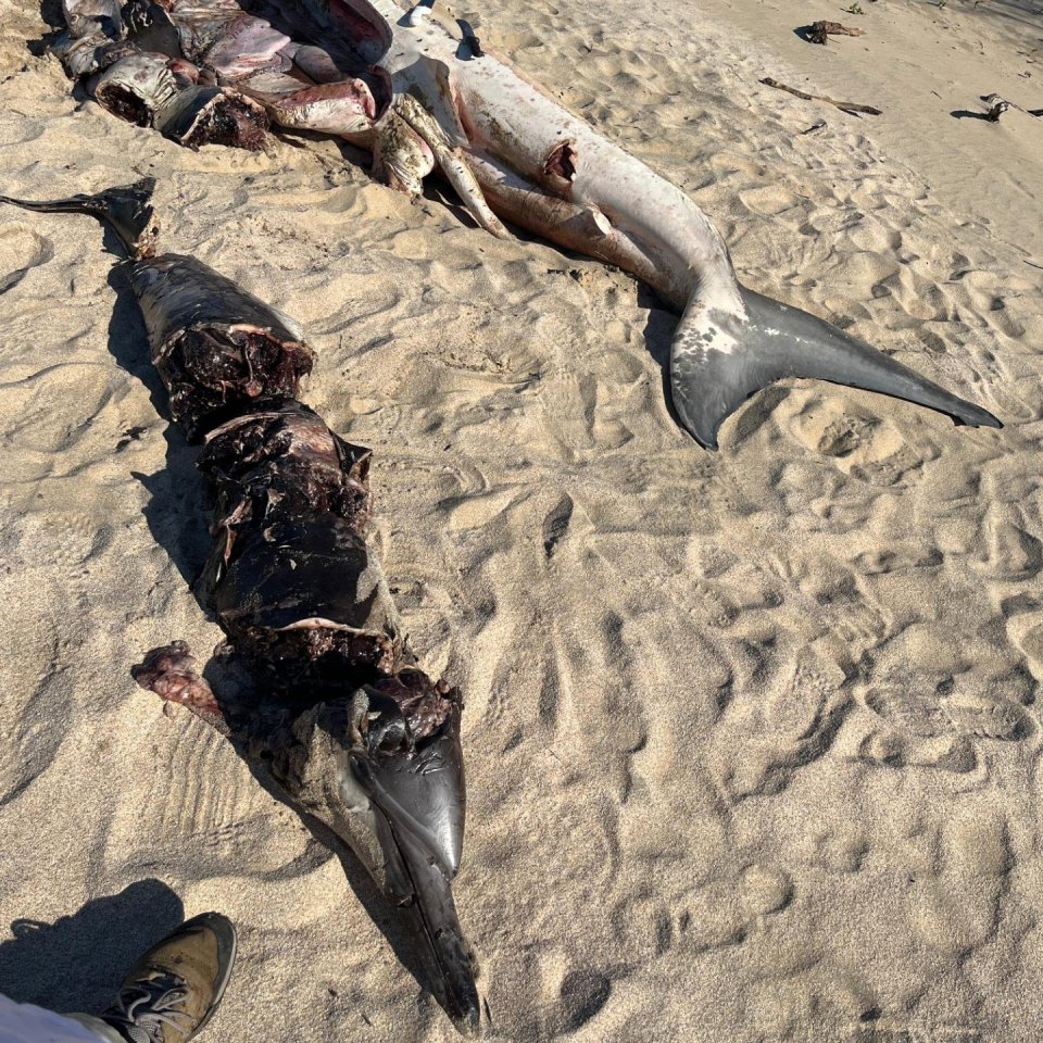 Experts managed to put back together the remains of the 6ft dolphin as it lay next to the shark