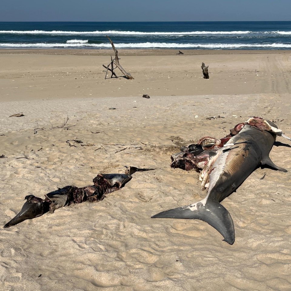 The shark had just devoured a dolphin (left) before it was torn apart itself