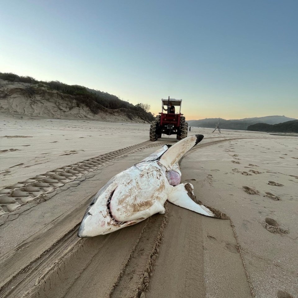 A 15ft great white shark was found with its liver ripped out on a South African beach