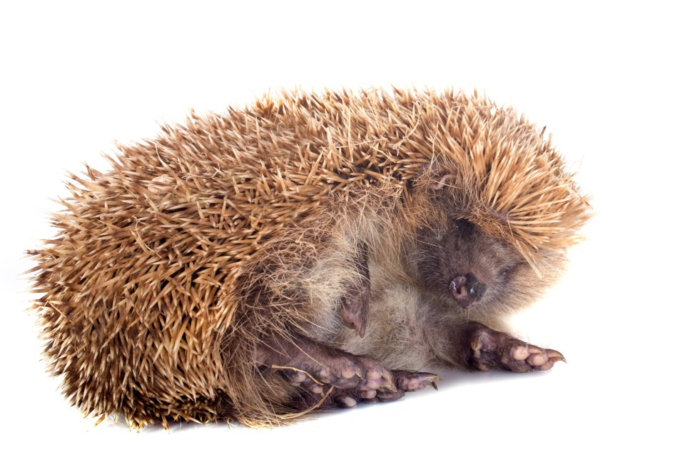 Suggestions on a post card please for a hedgehog discovered on the farm