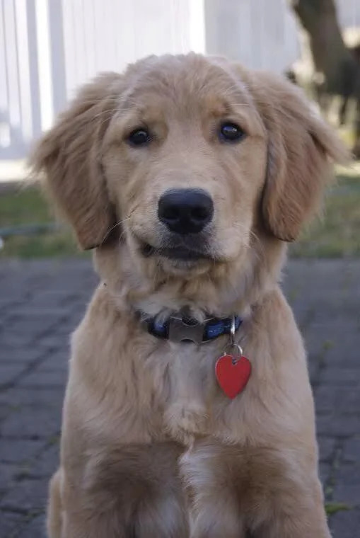 This cheeky chappy shares the exact same smirk as the Hollywood actor