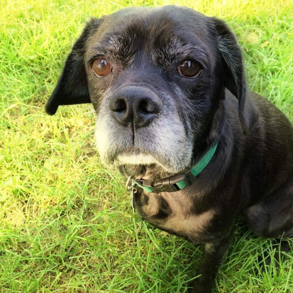 But it turns out it's just a pooch who looks exactly like him