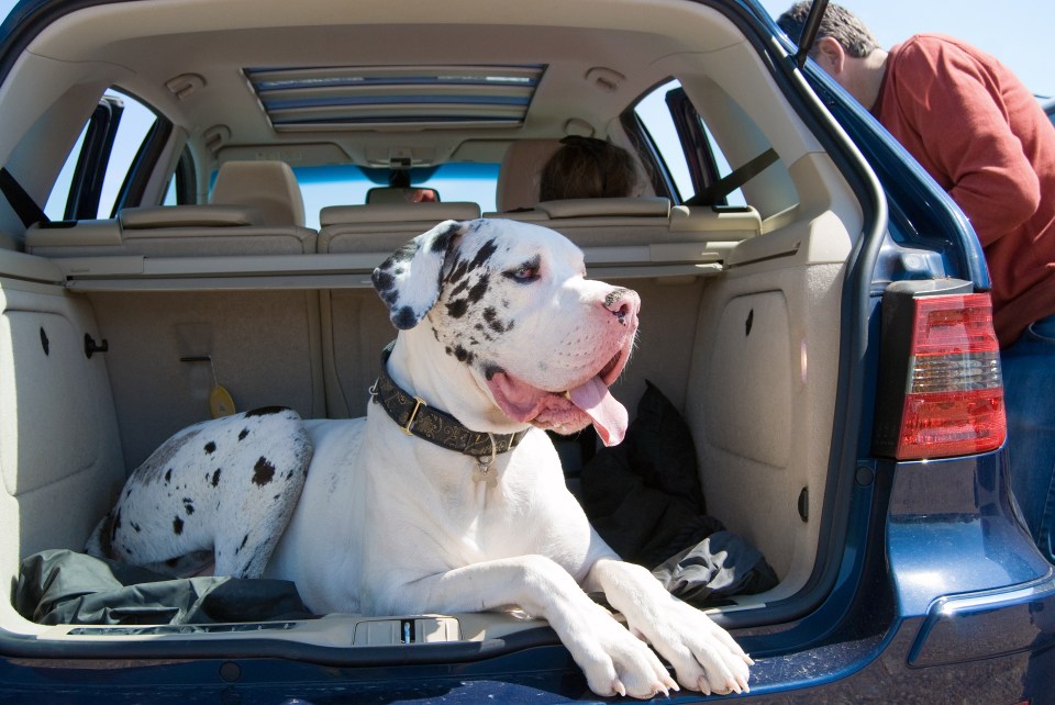 An expert has dispelled the myth that EVs are not suitable for dog owners