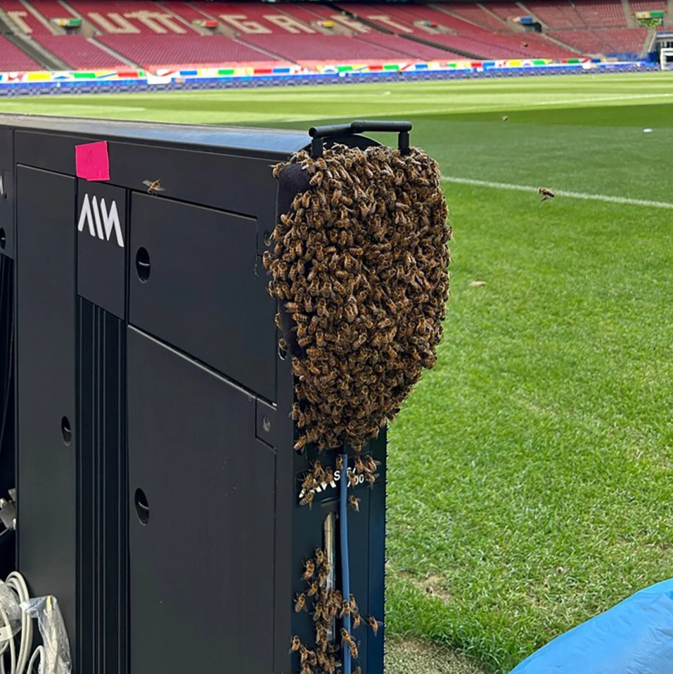 Germany were under siege from bees at the Stuttgart Arena