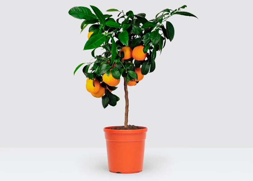 Grow your own oranges!