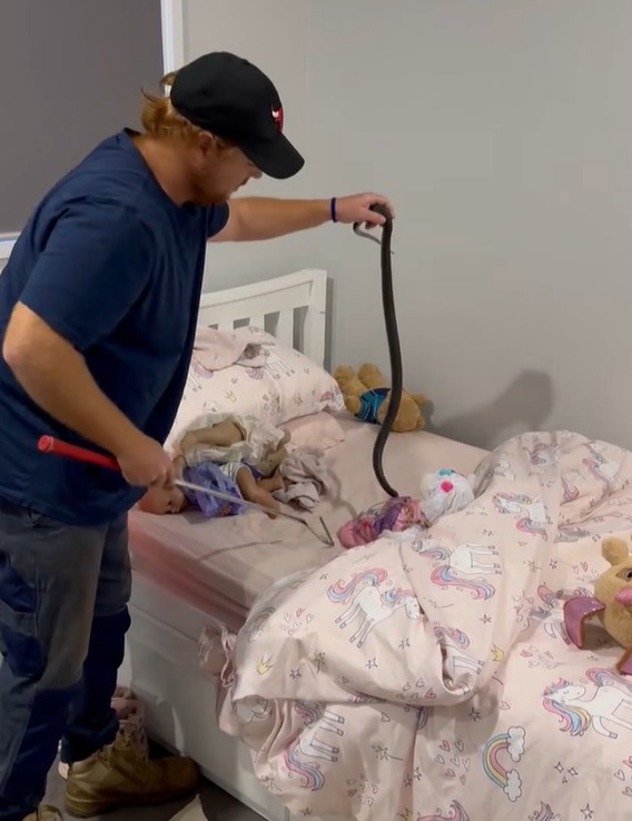 A snake catcher was called to remove the snake