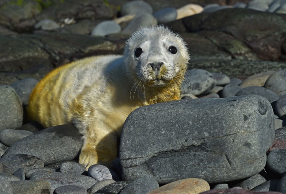 Seal pups are covered in long, fluffy white hair to keep them warm when they're first born