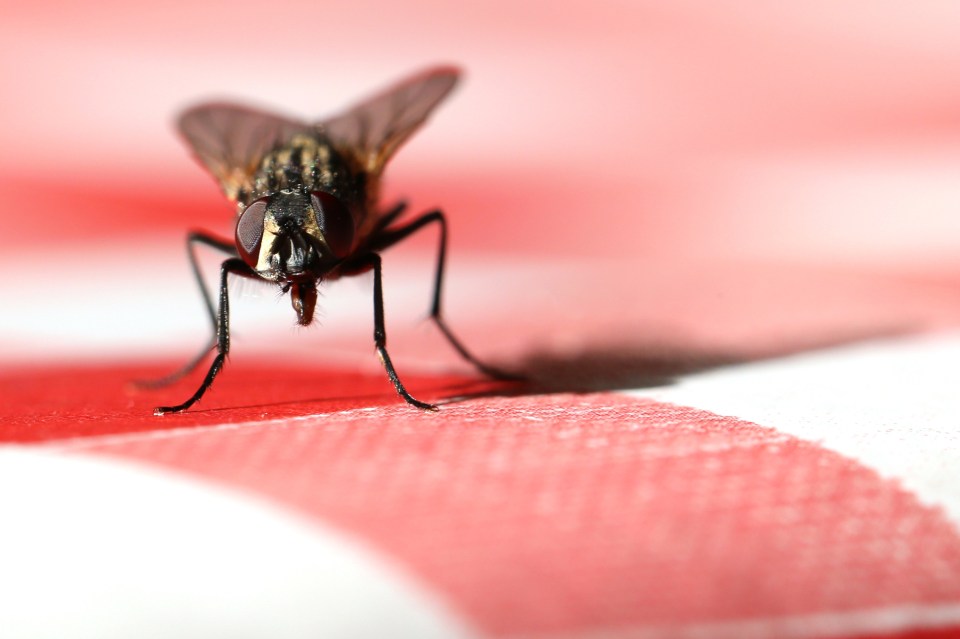 Fly on a red blocked kitchen table macro