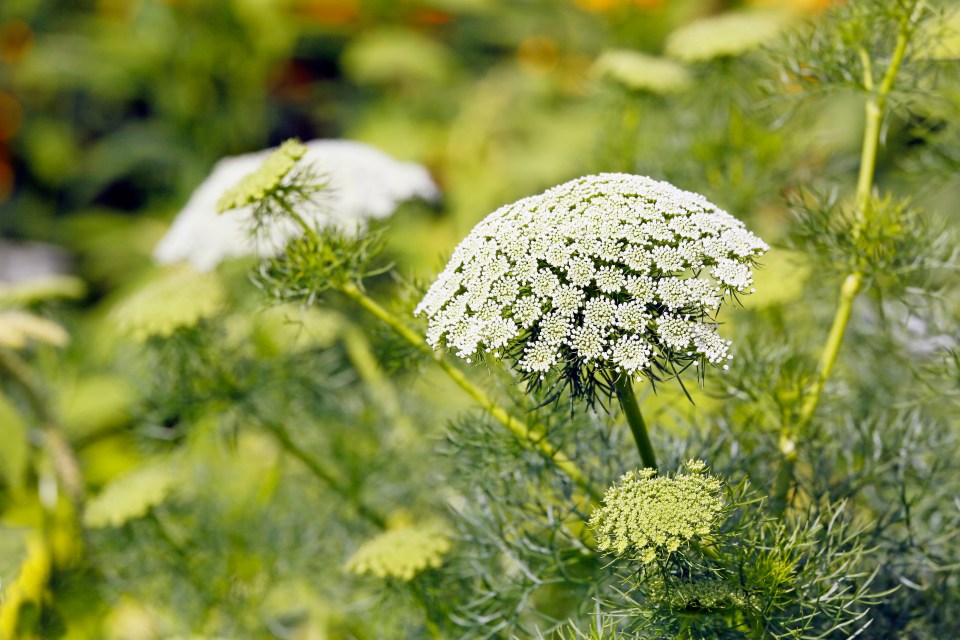 Giant hogweed has been dubbed the UK's "most dangerous plant"