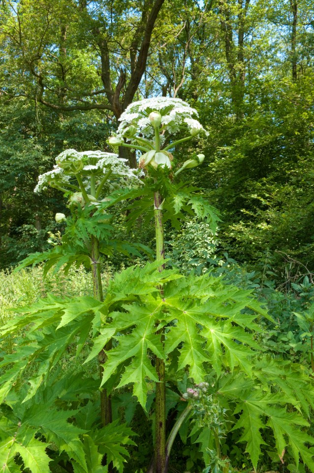 It can grow up to 14 feet tall with leaves as big as five feet wide