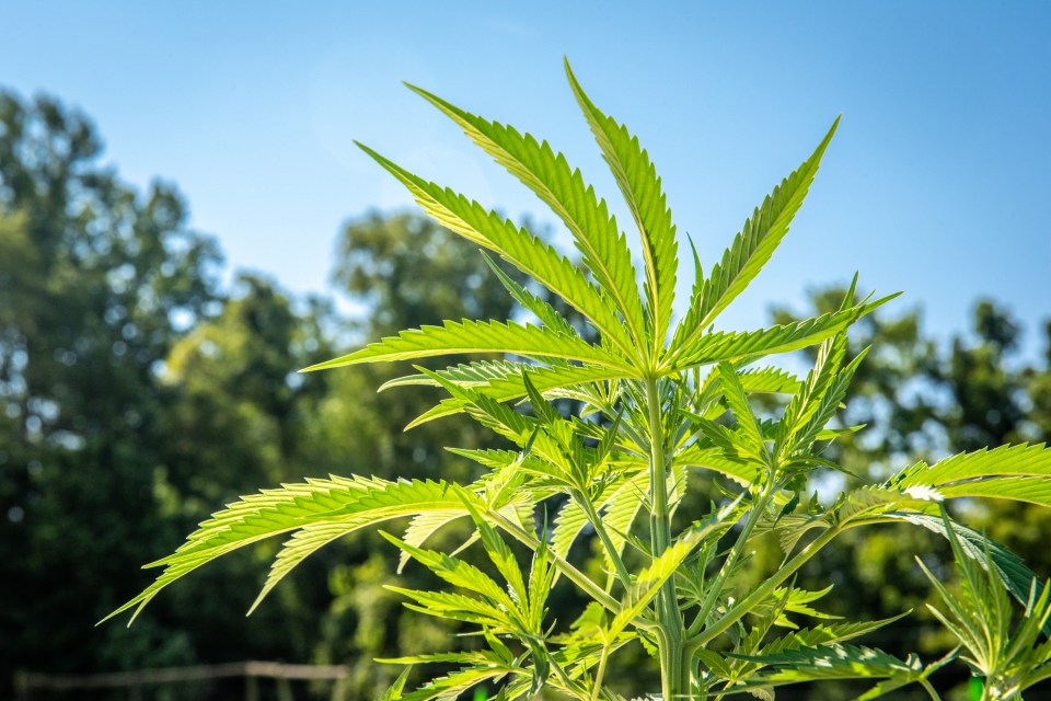 Cannabis leaves are darker green on the top side and lighter green underneath, covered in light hairs on both sides, giving a slightly fuzzy feel