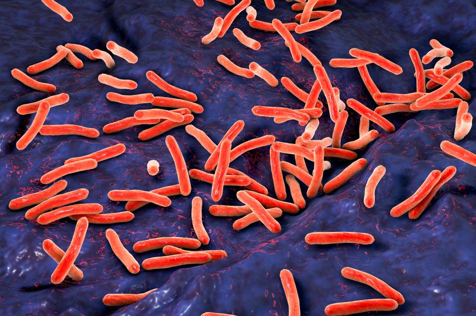 Illustration of Mycobacterium tuberculosis bacteria.