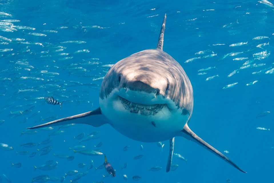 Great-white sharks are the largest predatory fish in the world