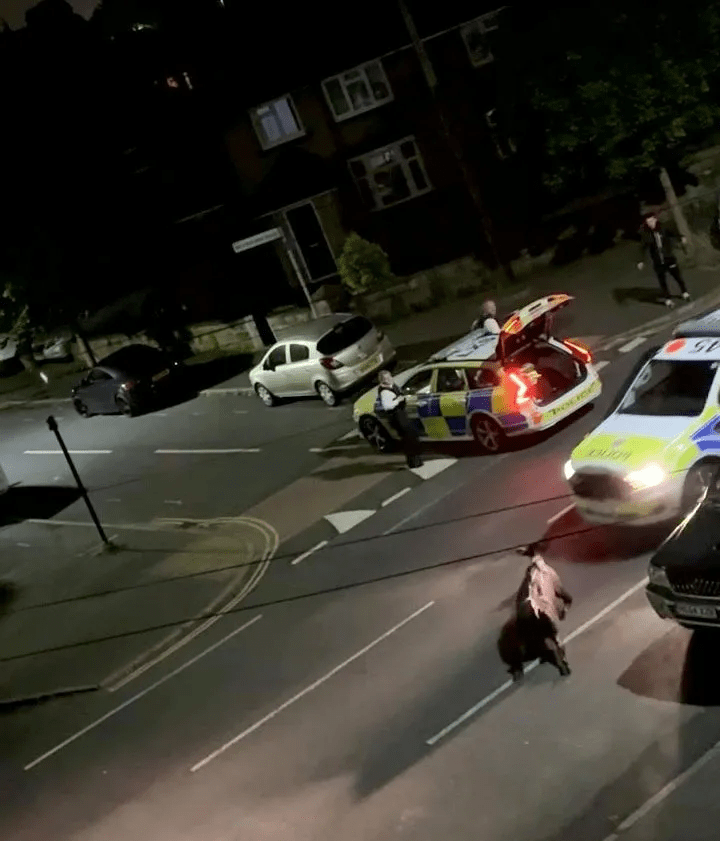 a police car with the word ambulance on the back