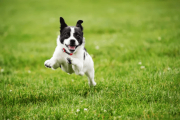 Experts have warned dog owners of a danger lurking in UK gardens