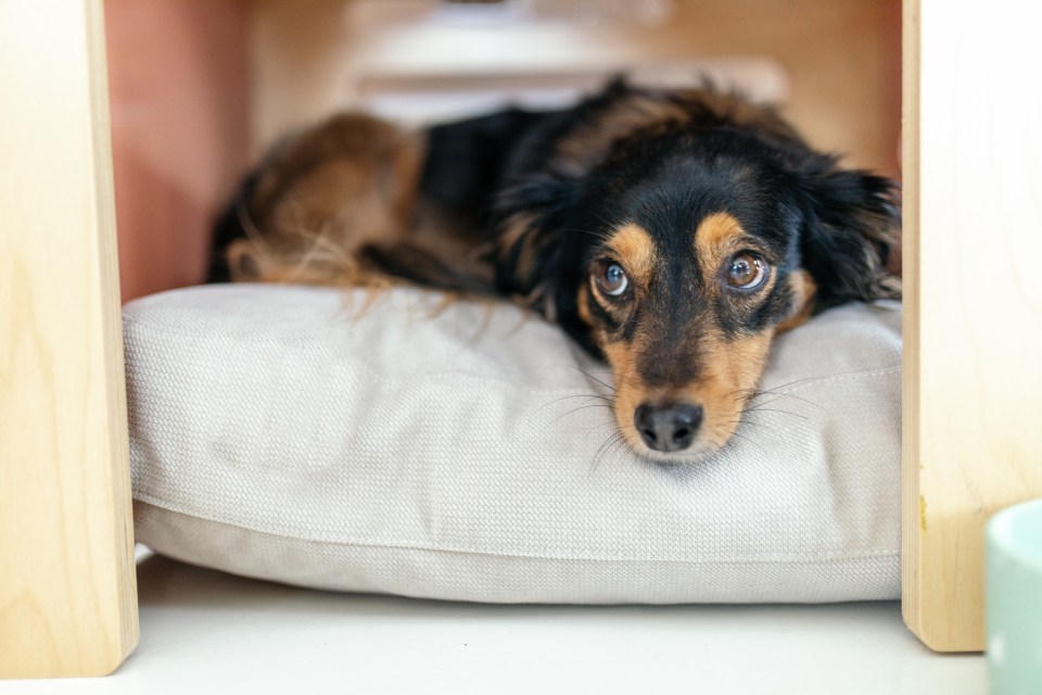 Here are four tips for rehoming dogs so you can save cash and give a pup a happy life