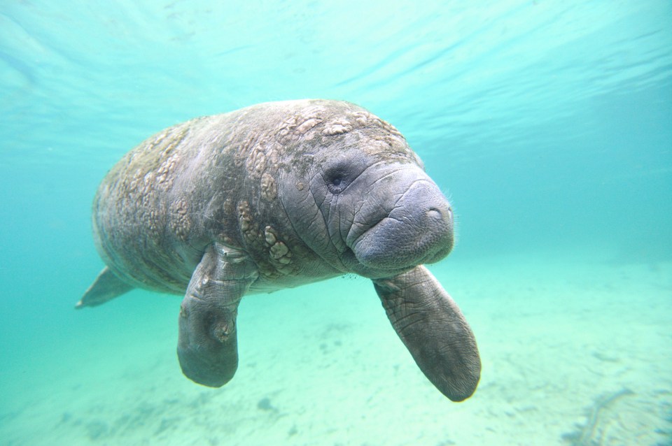 You may be lucky to spot manatee sea cows swimming in the Gulf of Mexico