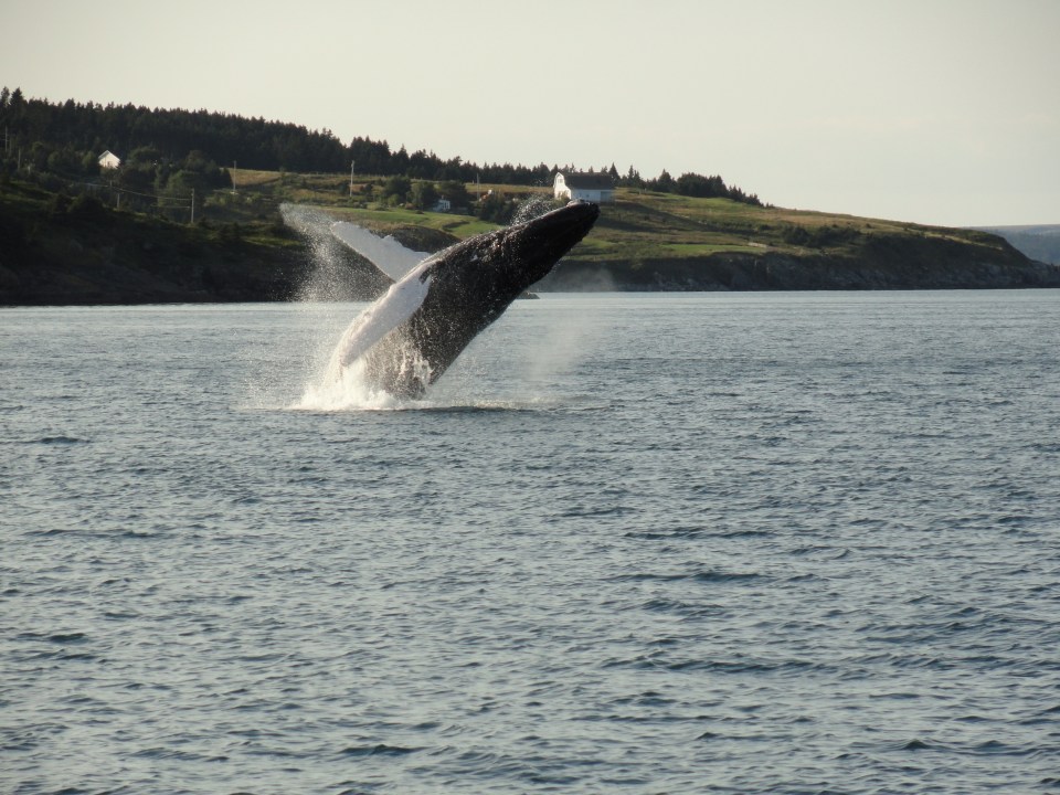 The panoramic views over Witless Bay Ecological Reserve are one of the best places to watch whales