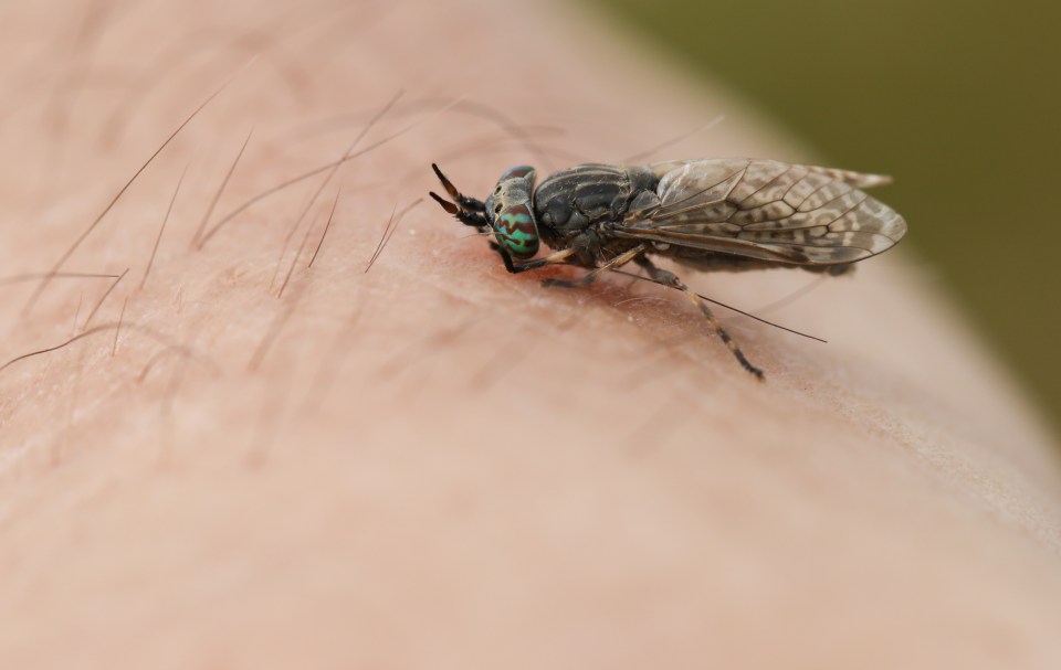 Horse fly bites can be particularly painful